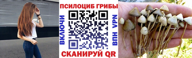 Галлюциногенные грибы Psilocybe  наркошоп  Шатура 